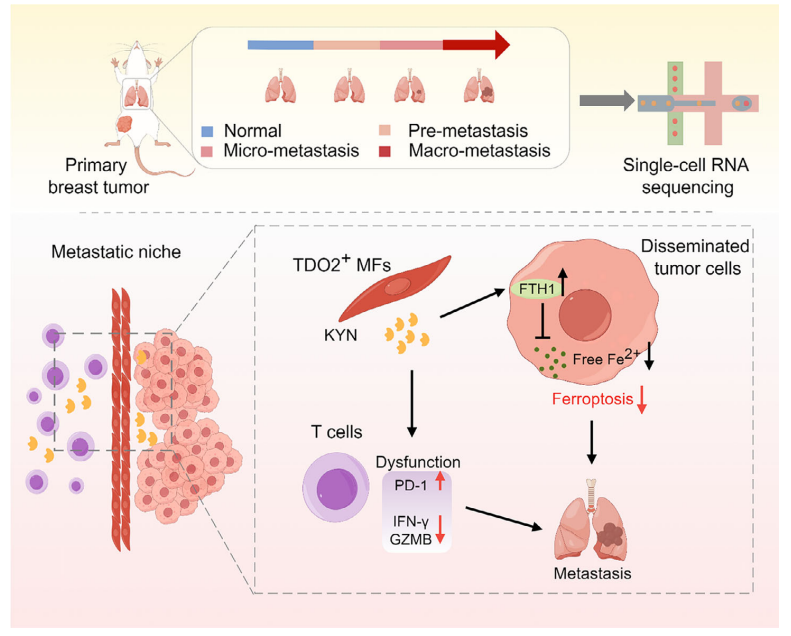 TDO2+ MFs促进乳腺癌向器官转移的原理示意图