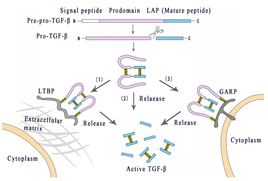 活性TGF-βs的合成与释放过程